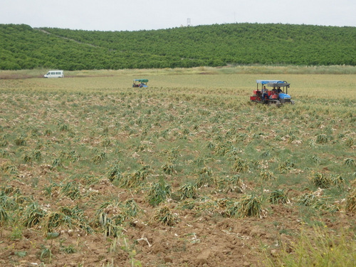 Onion field Harvest.